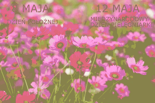 Kwiaty 8 maja i 12 maja